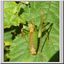 Leptophyes punctatissima - Punktierte Zartschrecke m04.jpg